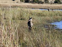 090516_Pilanesberg 237